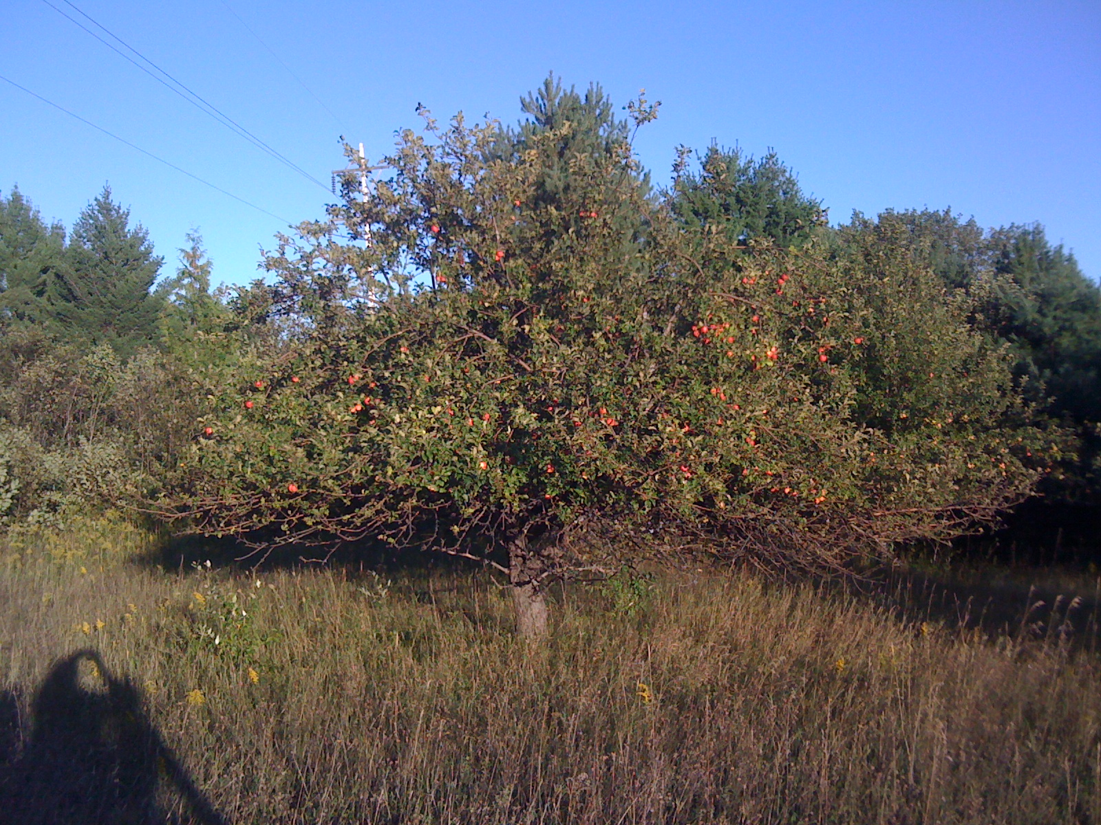 apple tree