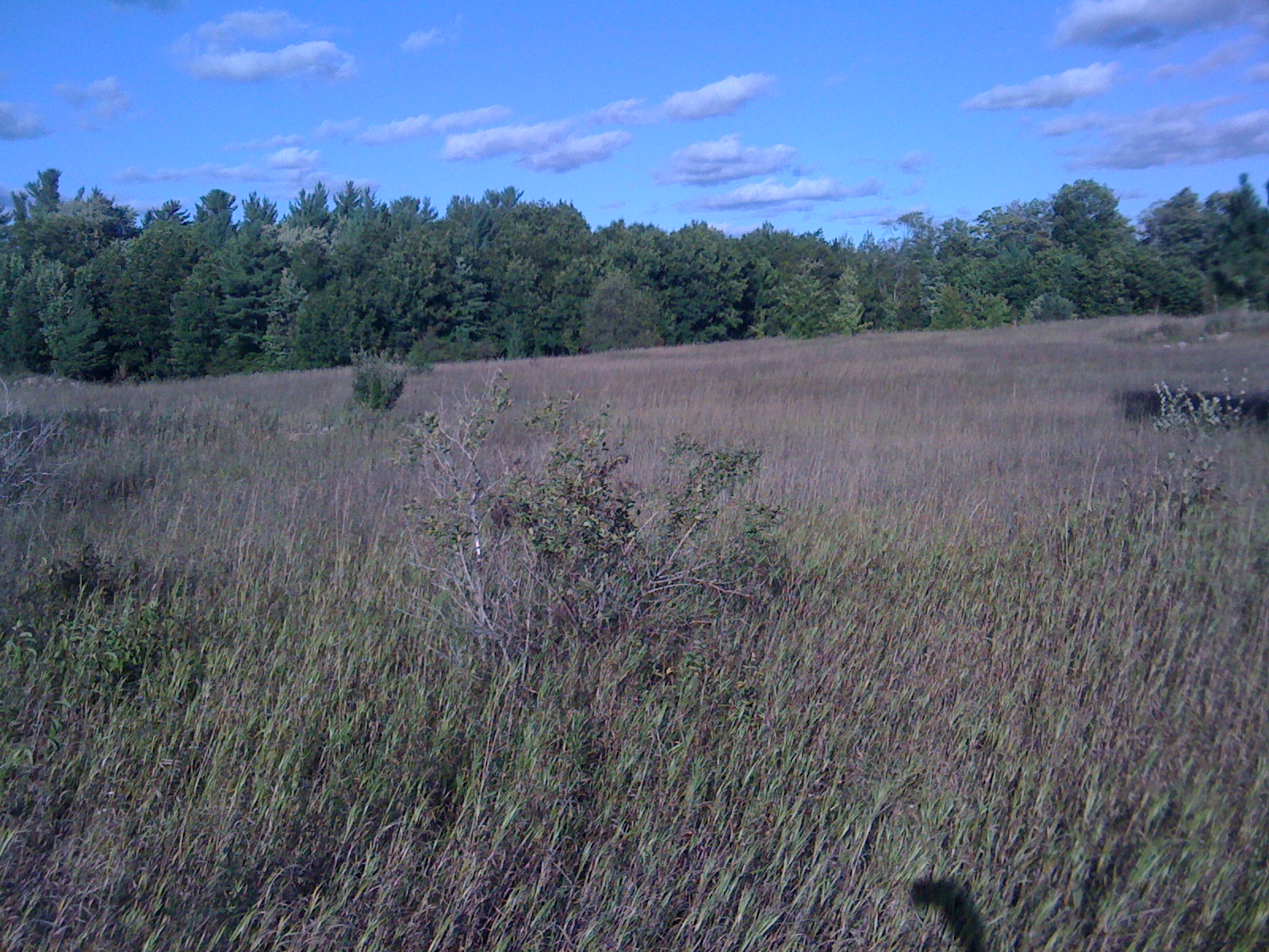 grassy field